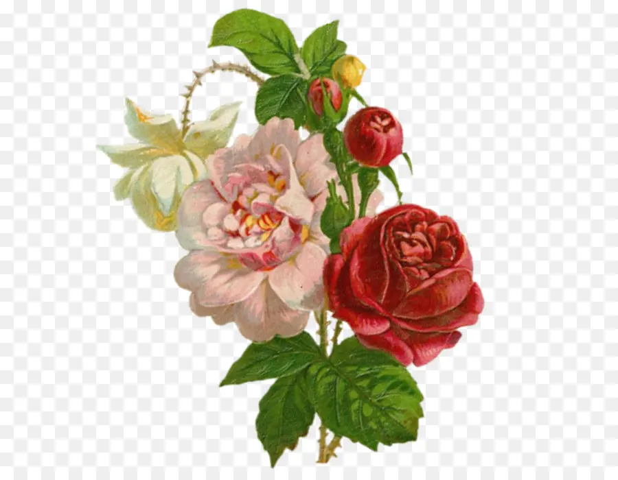 Les Roses De Jardin，Peinture PNG