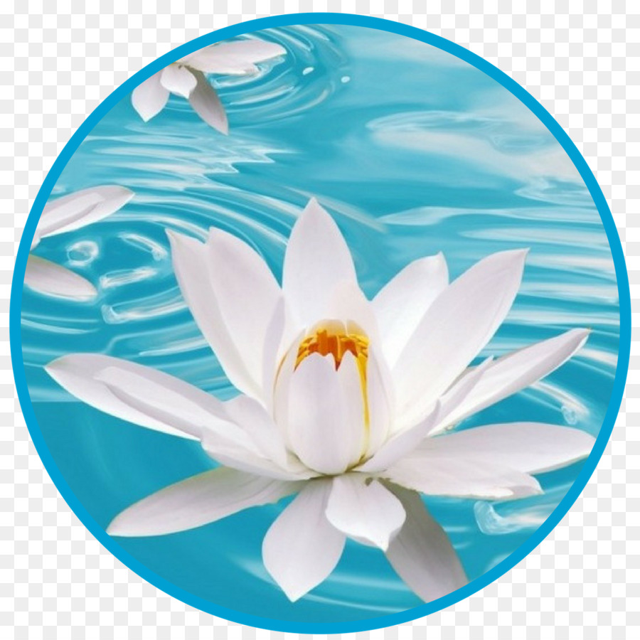 Fleur De Lotus，Eau PNG