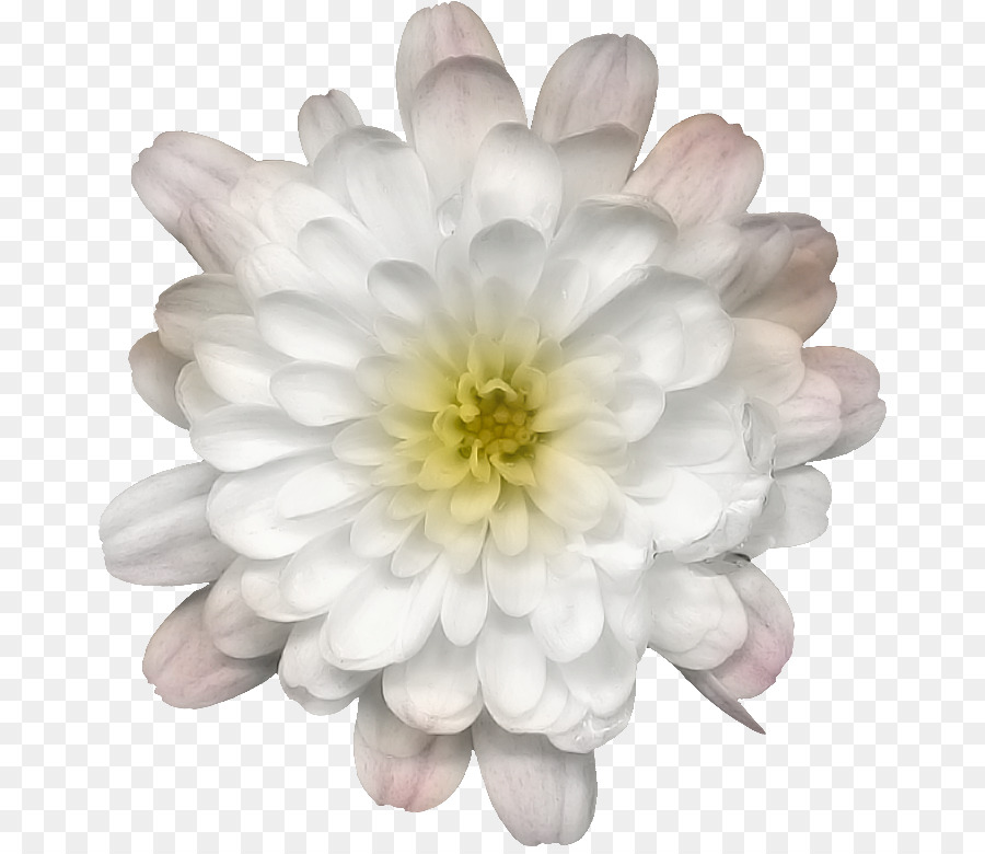 Fleur Blanche，Nature PNG