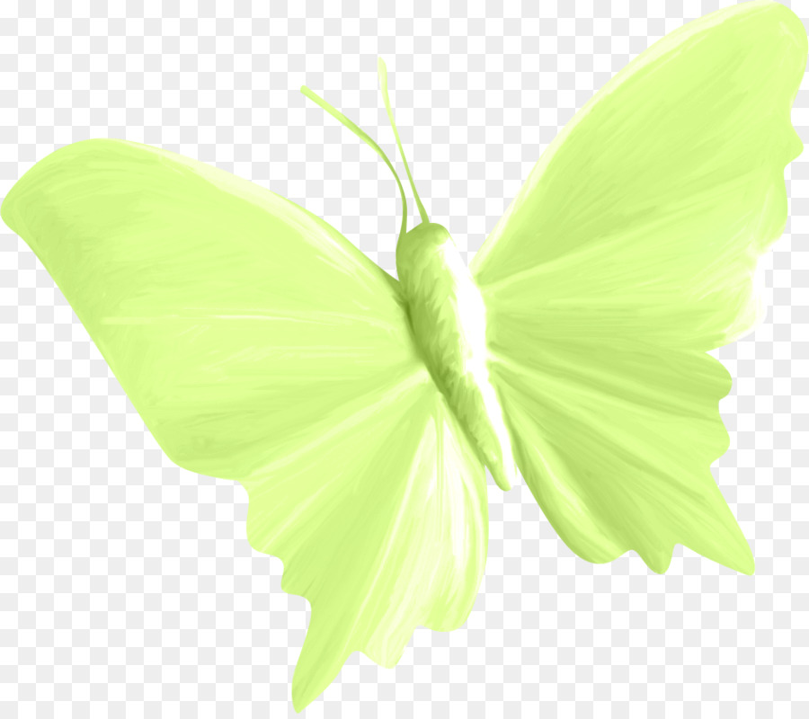 Papillon，Insecte PNG