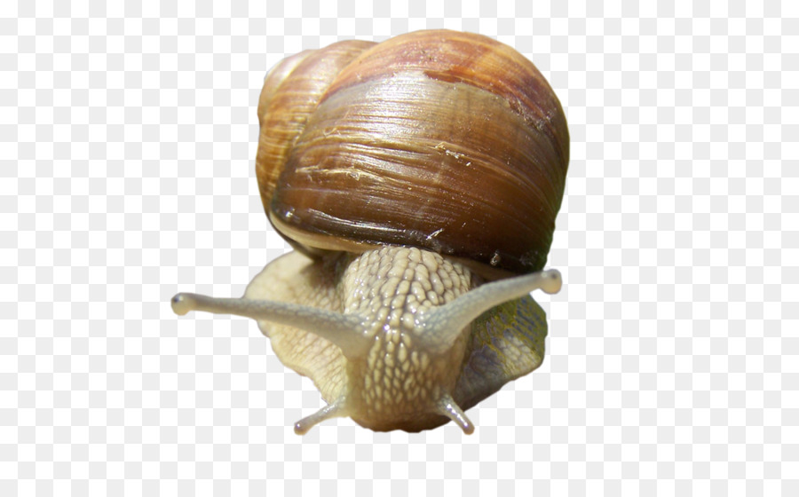 Escargot，Coquille PNG