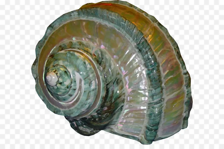 Coquillage，Coquille PNG