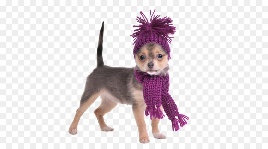 Chien En Vêtements D'hiver，Animal De Compagnie PNG