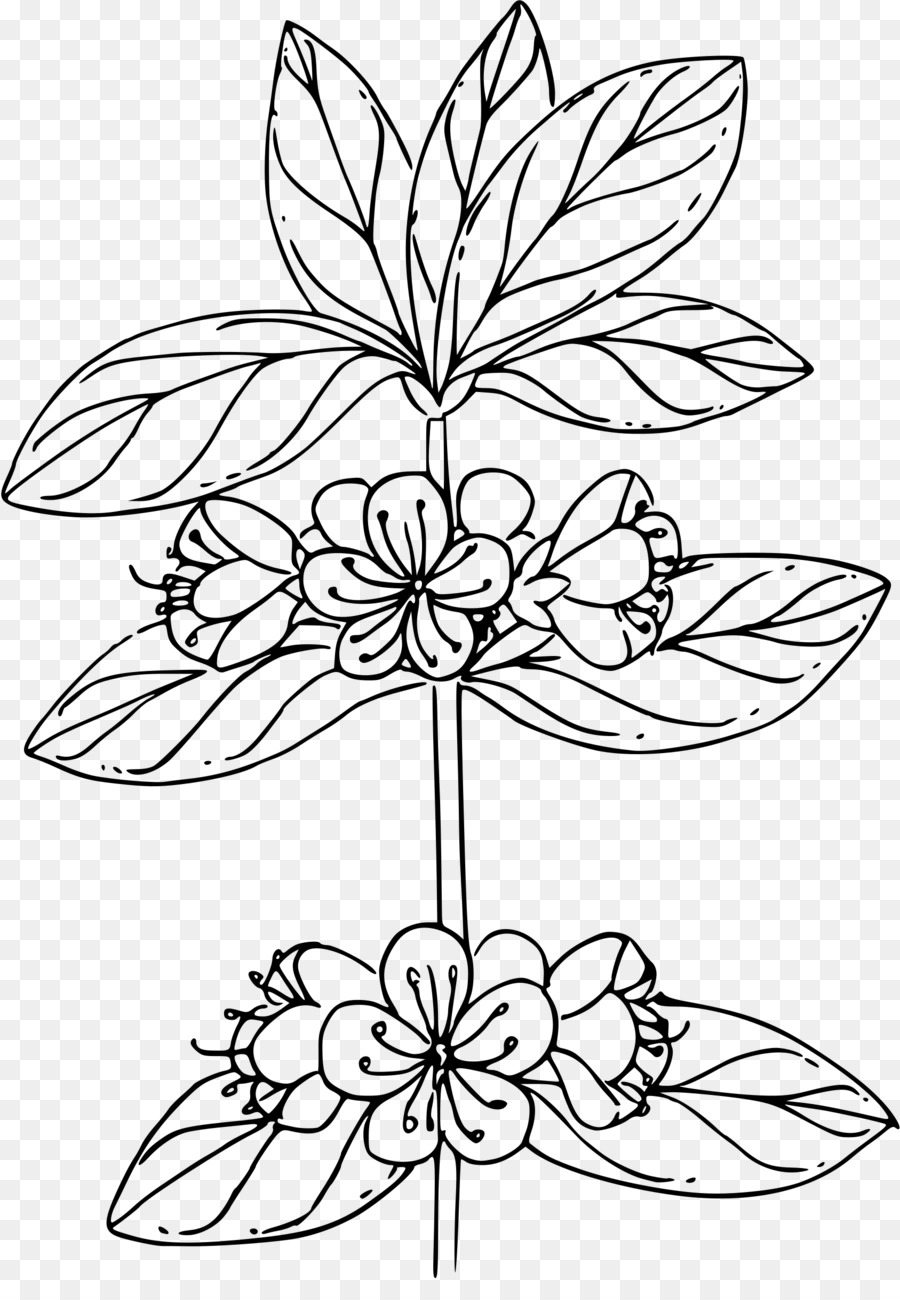 Dessin De Fleur，Noir Et Blanc PNG