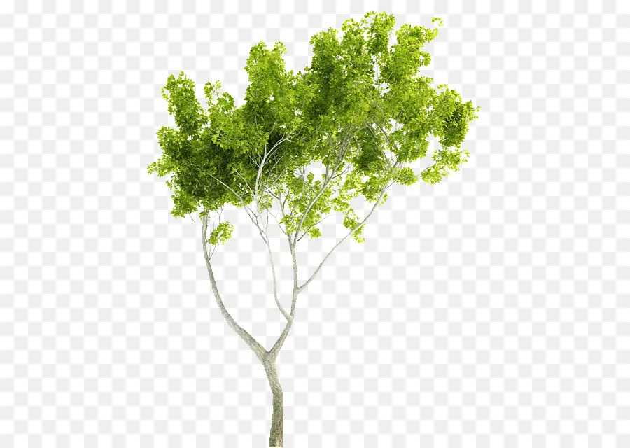 Arbre，Feuilles PNG