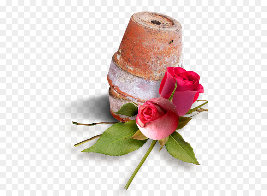 Fleur，Les Roses De Jardin PNG