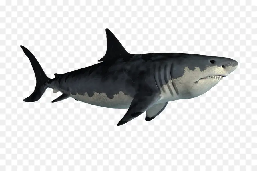 Le Requin Tigre，Grand Requin Blanc PNG