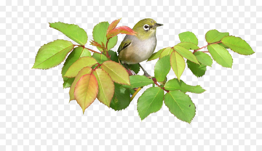 Oiseau Sur Branche，Feuilles PNG