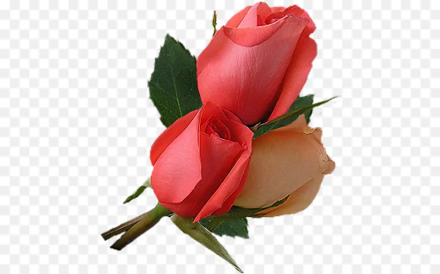 Roses Rouges，Bouquet PNG