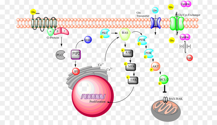 La Transduction Du Signal，La Linguistique PNG