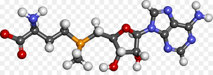 Sadenosyl Méthionine，La Méthionine PNG