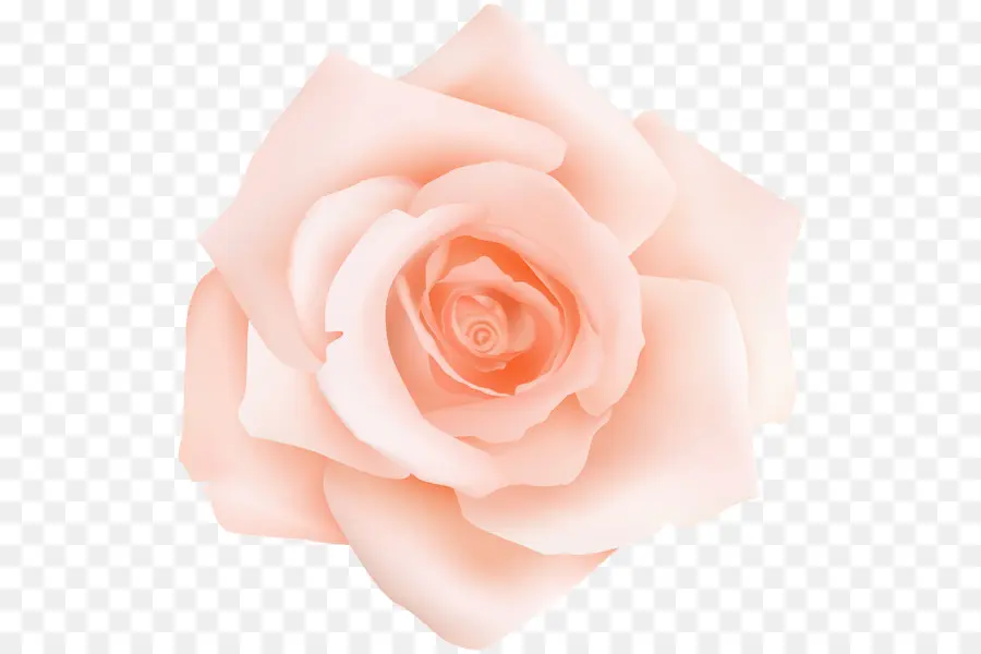 Roses De Jardin，Roses De Centifolia PNG