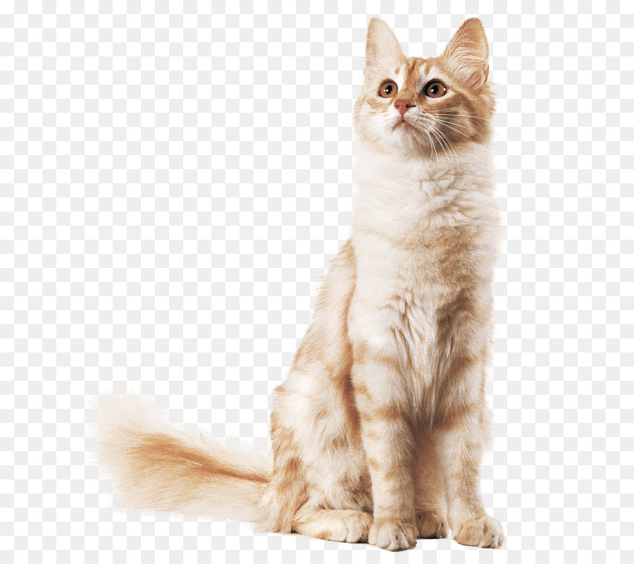 Chat，Félin PNG