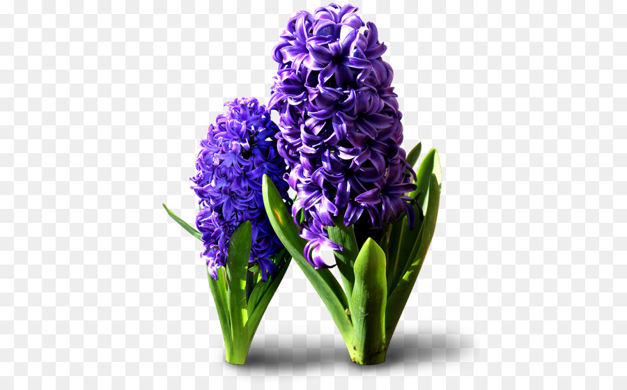 Fleurs Violettes，Fleurir PNG