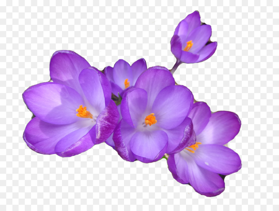 Fleurs Violettes，Fleurir PNG