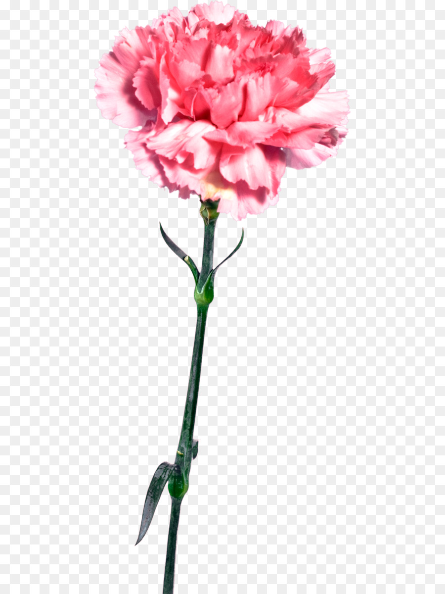 Oeillet Rose，Fleurir PNG