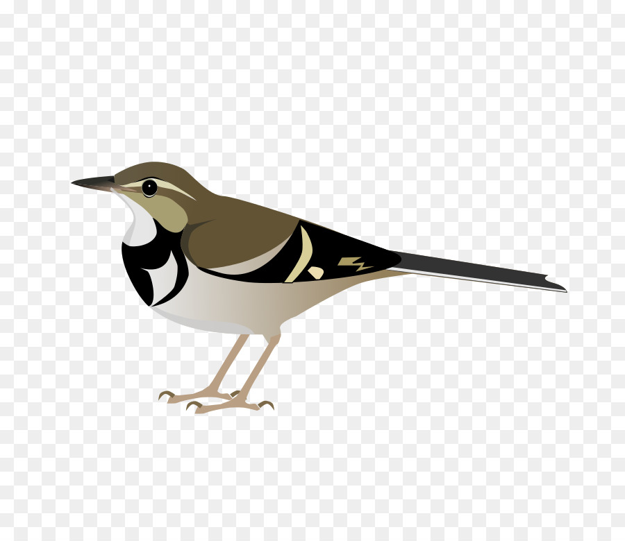 Oiseau，Bergeronnette PNG