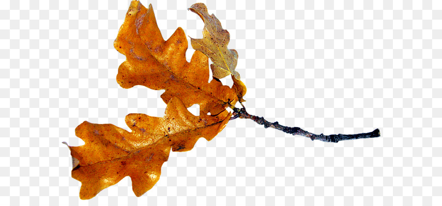 L Automne，Bitmap PNG