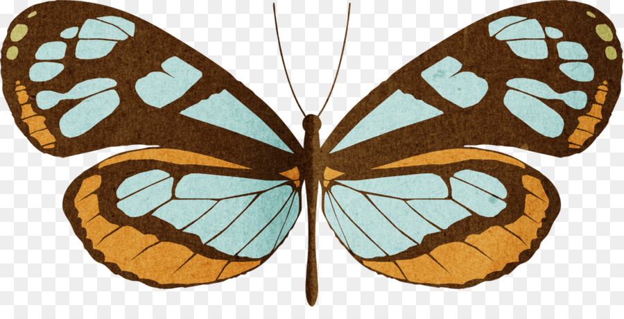 Papillon，Insecte PNG