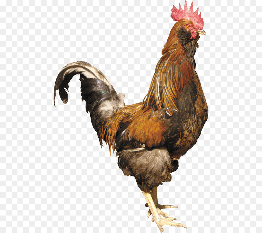 Poulet Brun，Poule PNG