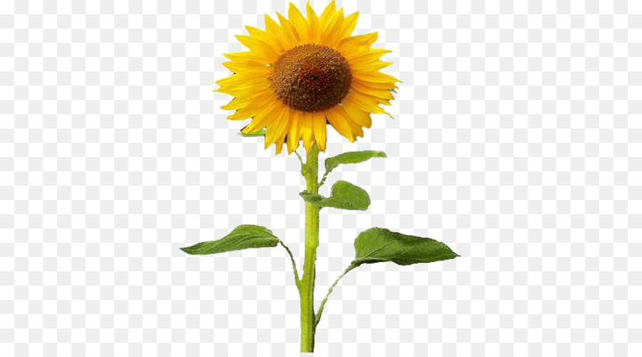 Tournesol，Usine PNG