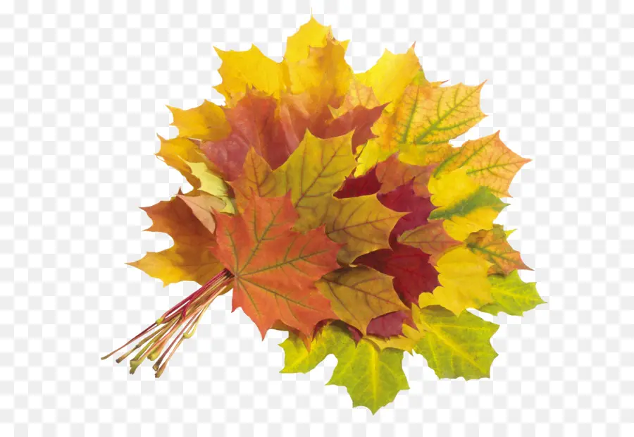 Feuilles D'automne，Automne PNG