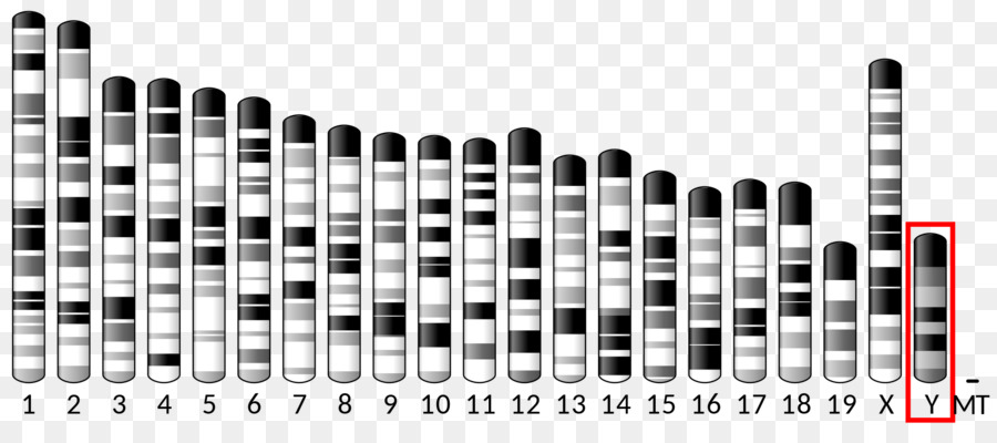 Pax6，Chromosome PNG