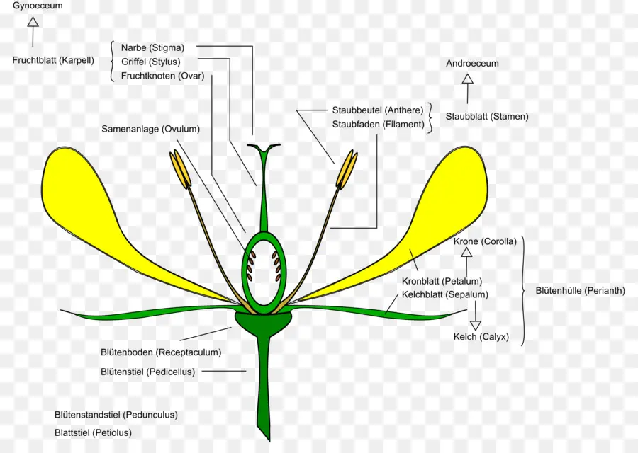 Fleur，Anatomie PNG