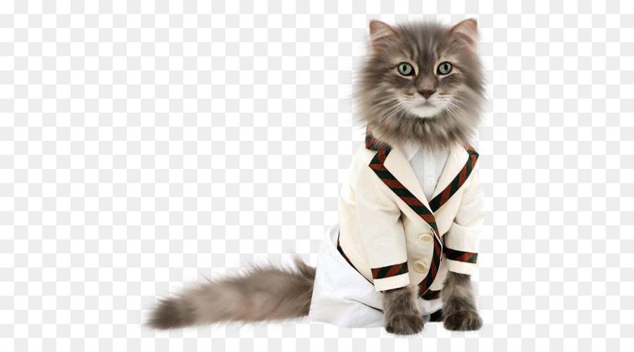 Chat，Animal De Compagnie PNG