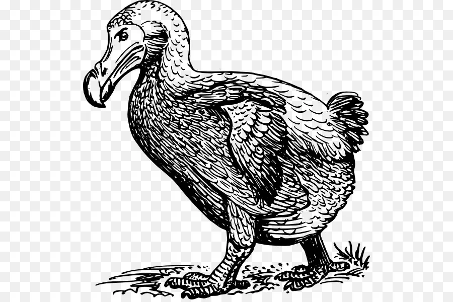 Oiseau Dodo，éteint PNG