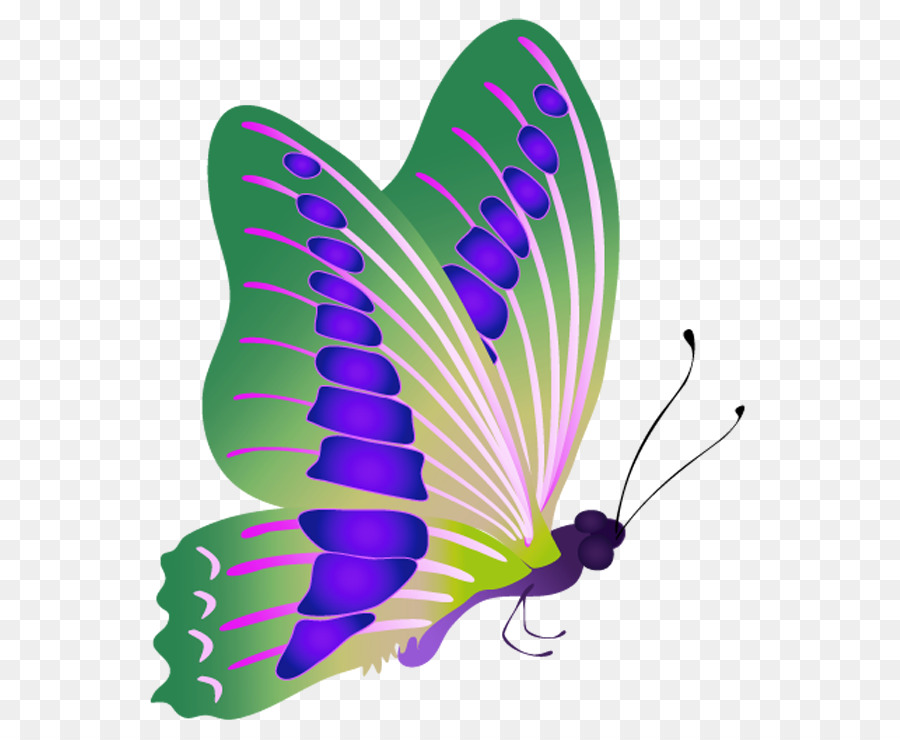 Papillon Coloré，Ailes PNG