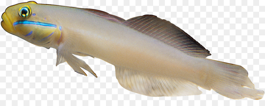 Poisson，Aquatique PNG