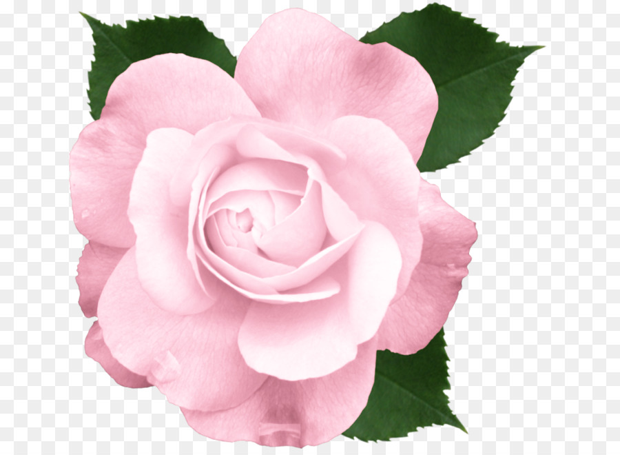 Rose Rose，Fleurir PNG