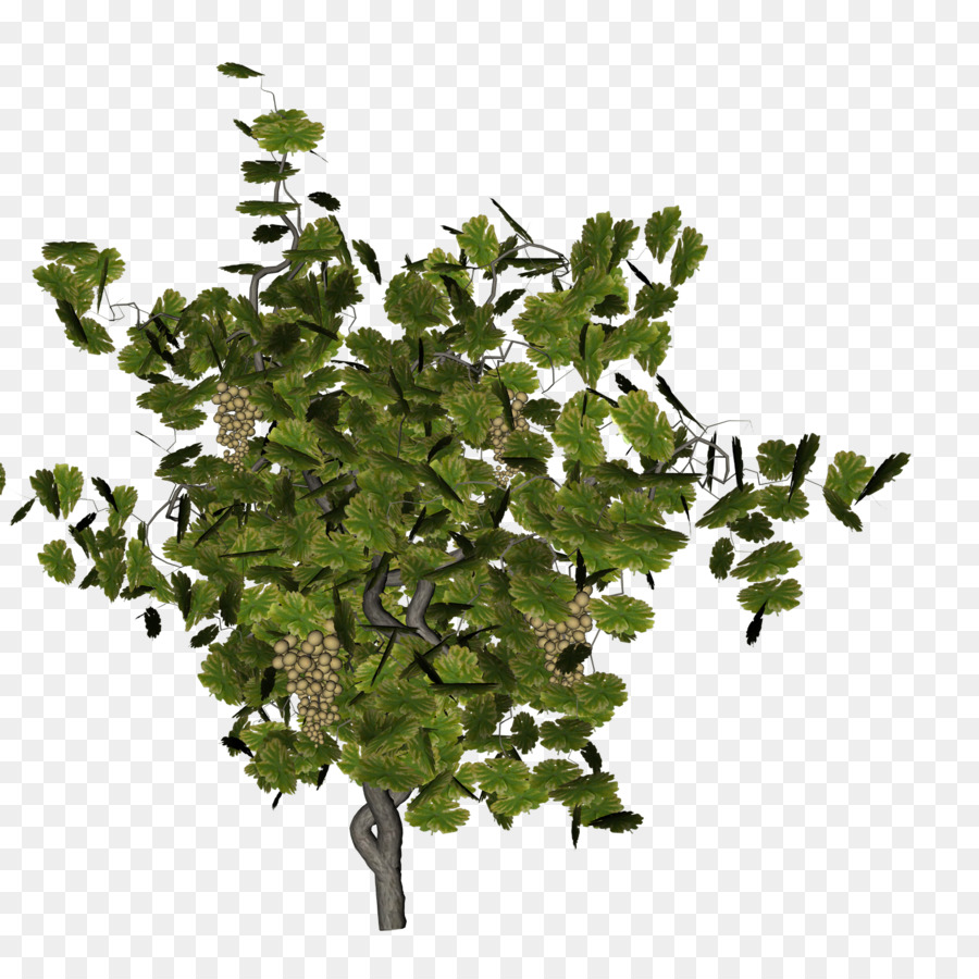 Arbre，Feuilles PNG