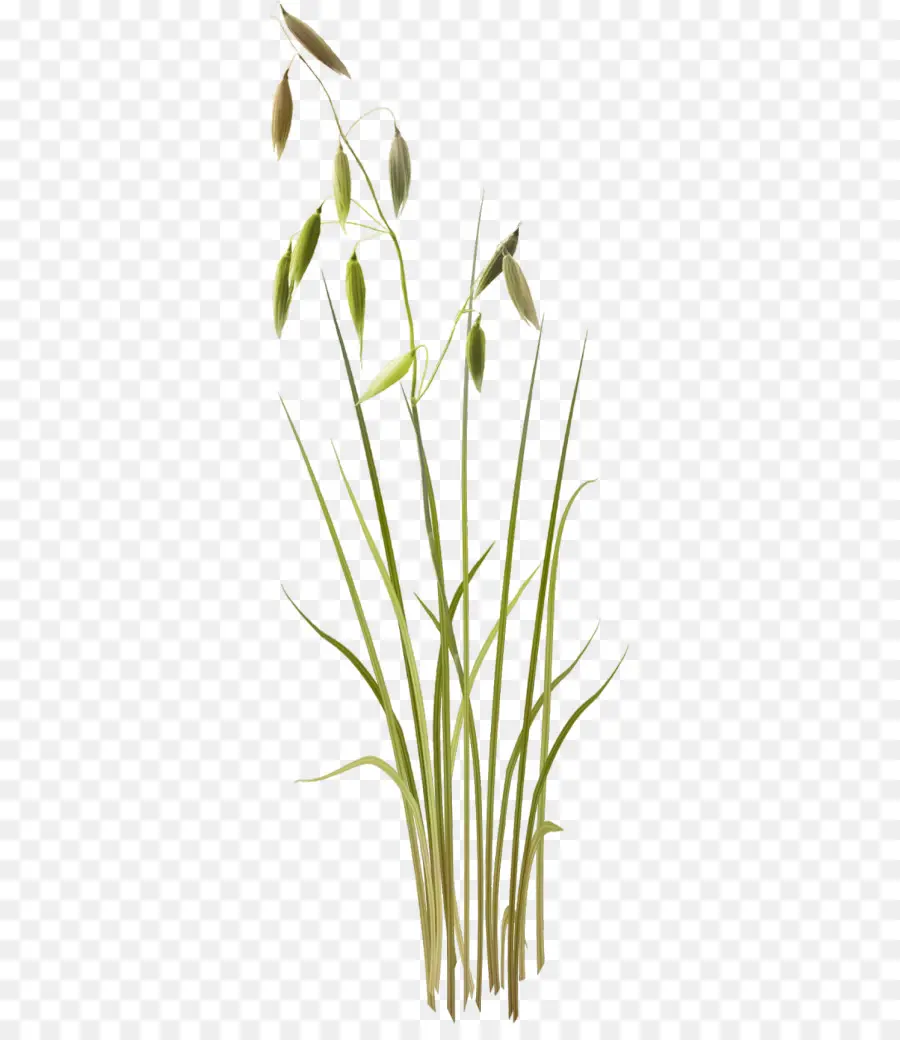 Plante Verte，Herbe PNG