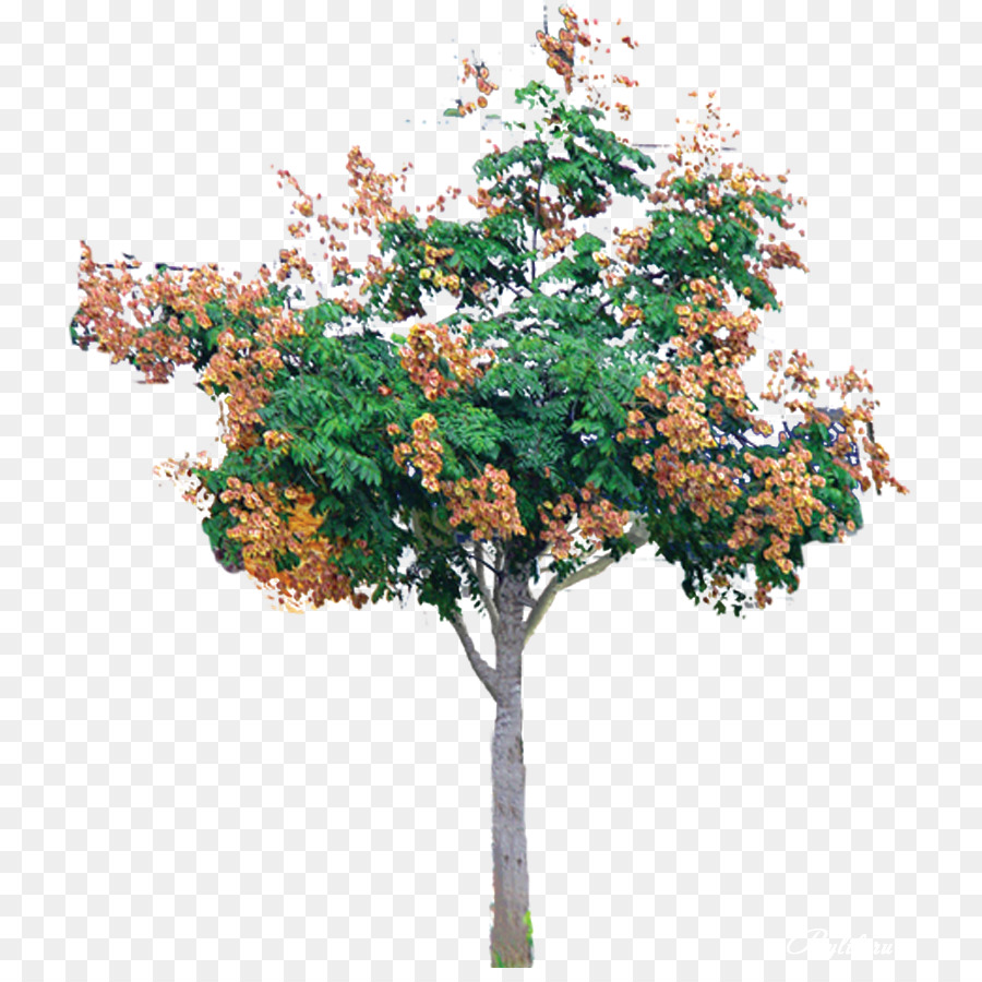 Arbre D'automne，Feuilles PNG