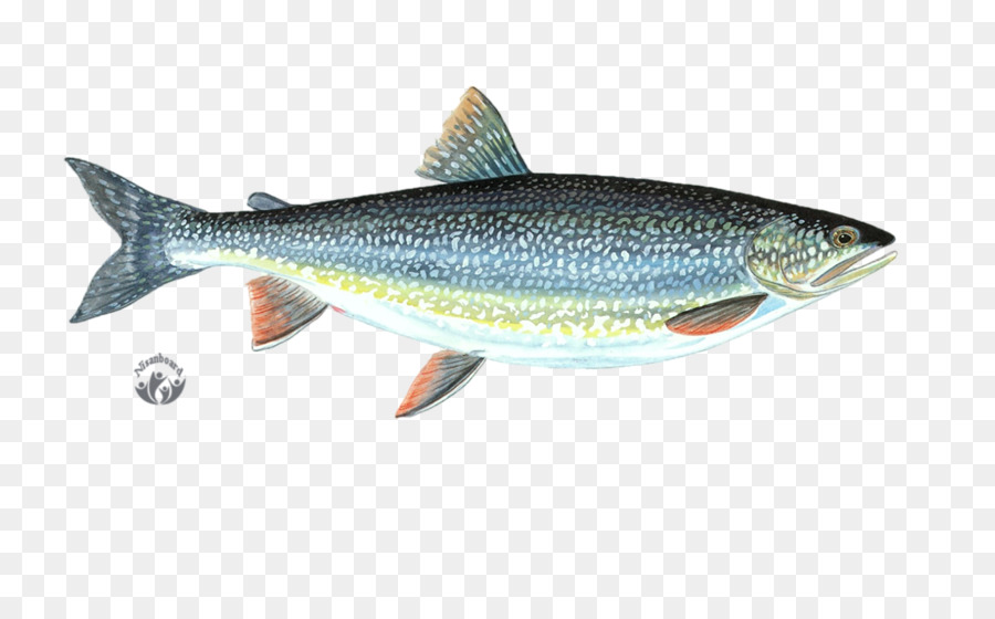 Poisson，Aquatique PNG