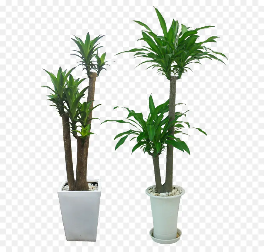 Plantes En Pot，Verdure PNG