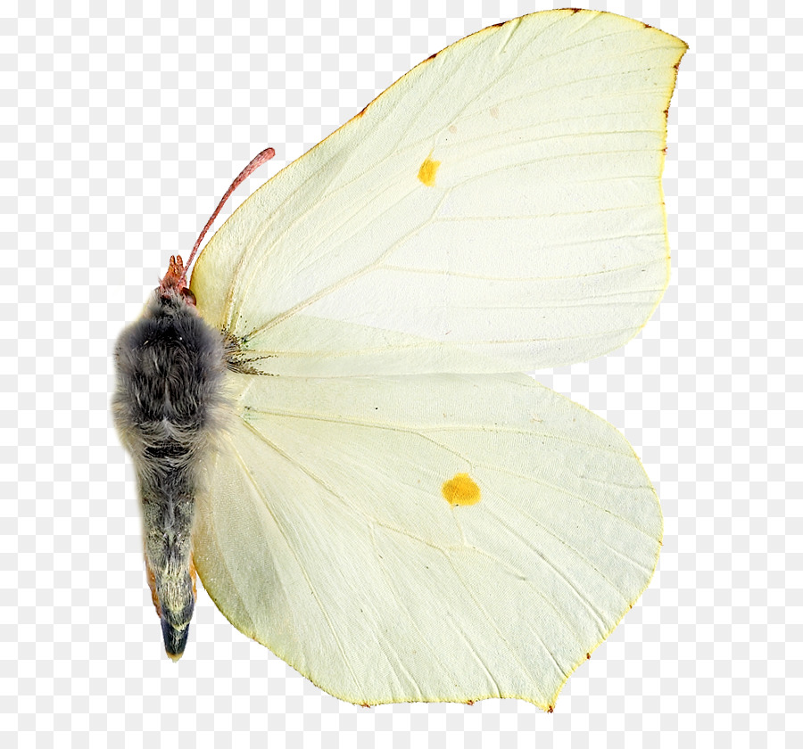 Pieridae，Papillon PNG