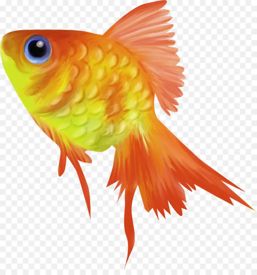 Poisson Rouge，Poisson PNG