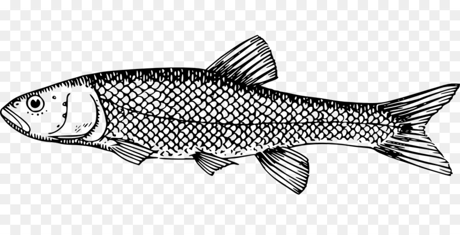 Poisson，Poisson Lait PNG