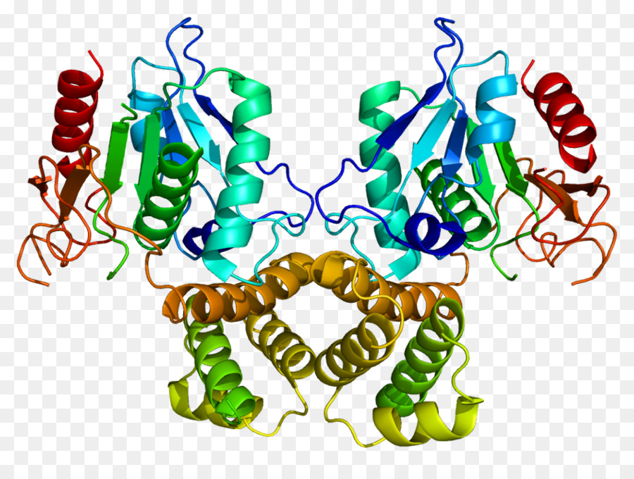 La Synthase Des Acides Gras，Des Acides Gras PNG