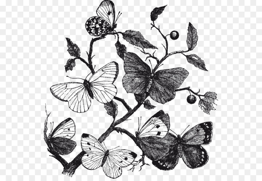 Papillon，Les Insectes PNG