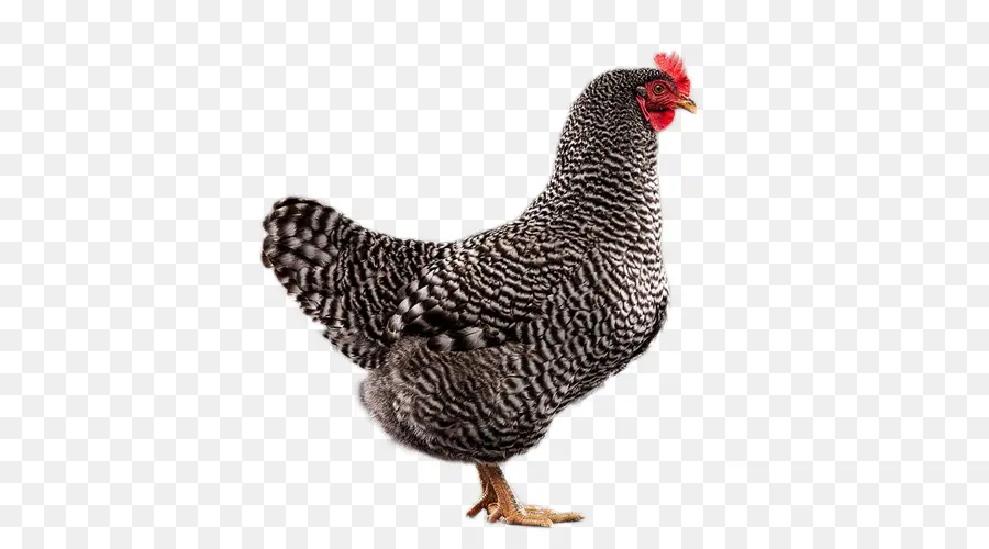 Poule Et Poussin，Volaille PNG