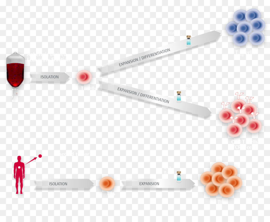 De Cellules T Régulatrices，Des Cellules T PNG