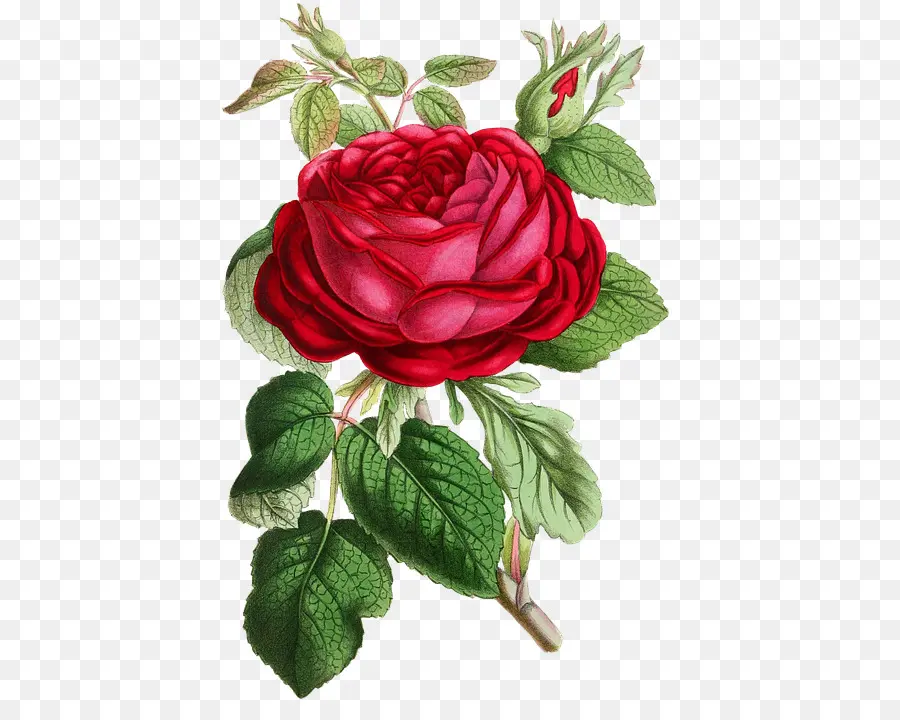 Rose Rose，Floraison PNG