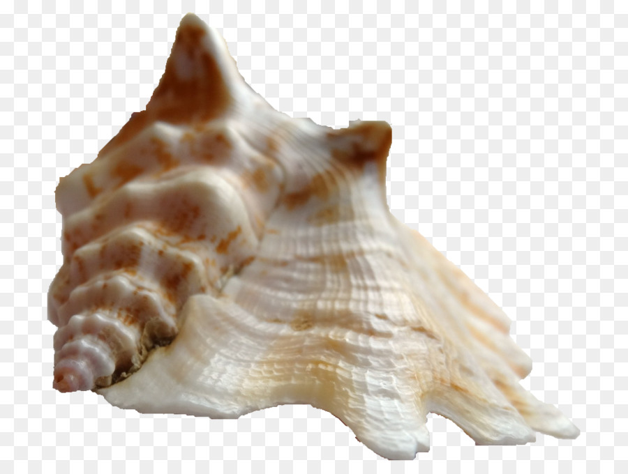 Coquillages，Coquilles PNG