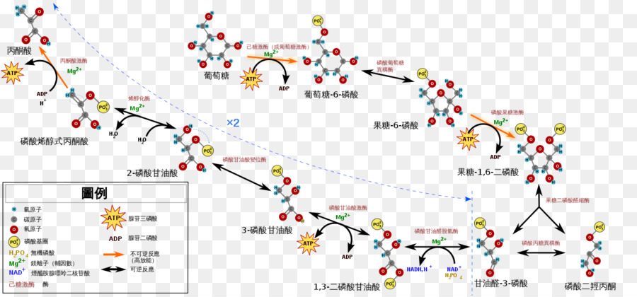 La Glycolyse，L'adénosine Triphosphate PNG