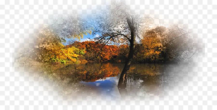 Paysage D'automne，Arbres PNG