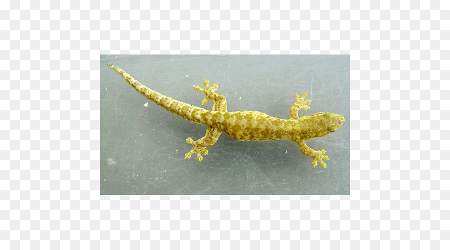 Gecko，Gecko Tokay PNG